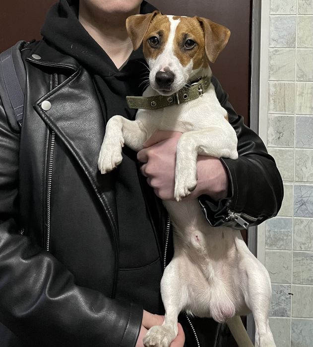 Джек рассел терьер для вязки