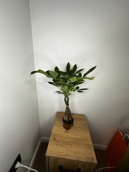 Пахира (денежное дерево)