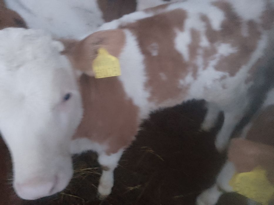 Vitele BR linie carne