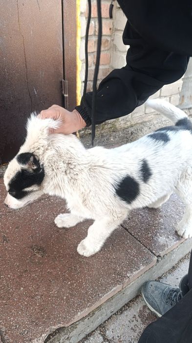 Продам щенка алабая