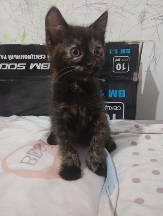 Отдам котят в хорошие добрые руки!!!