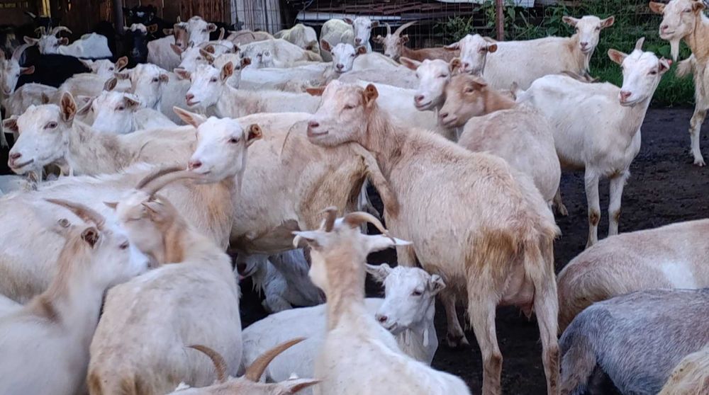 Capre  Saanen și metis