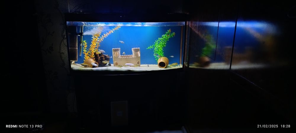 Akvarium balulari bilan yaxshilab oʻqila  vapwe ideal narsa va narx