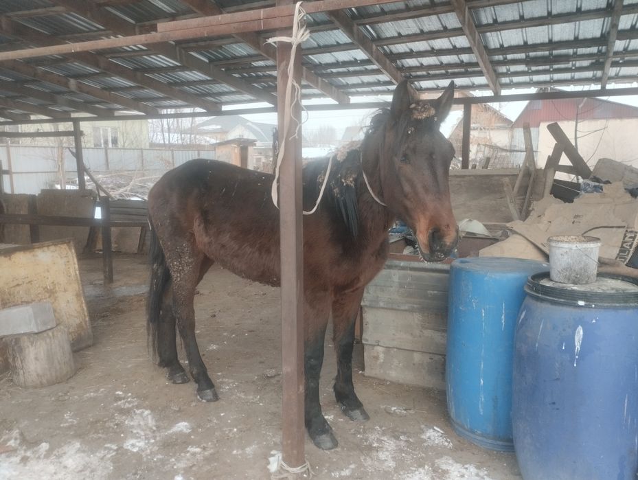 Кунан сатылады майда 3 ке келеди