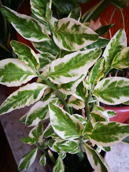 Продам черенки педилантуса