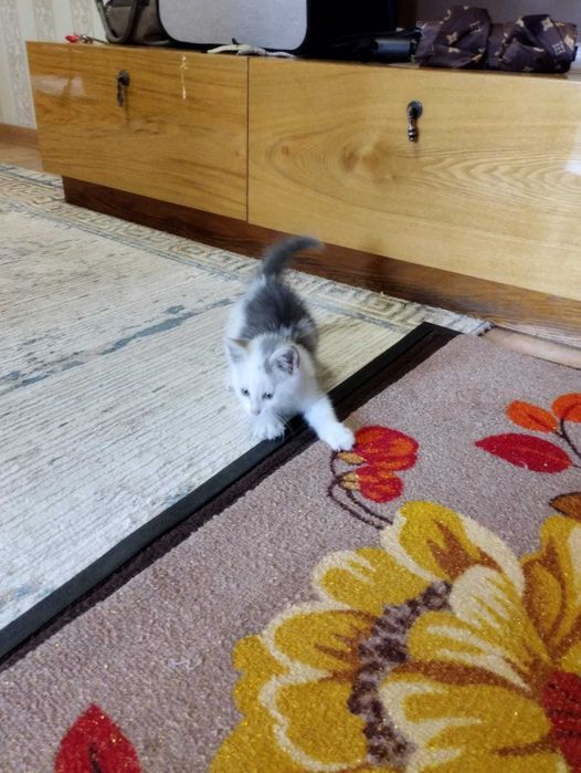 Отдам котенка в добрые руки