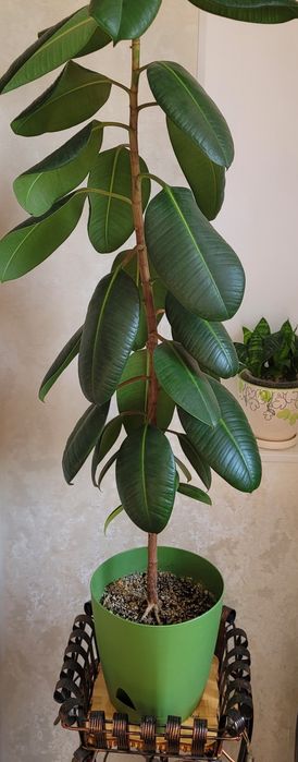 Продам каучуконосный фикус