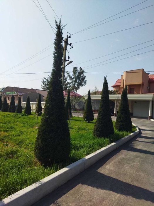Обрезка деревьев, винограда, стрижка елок и другие виды работ
