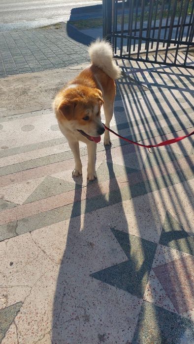 Ofer spre adoptie metis Akita Inu