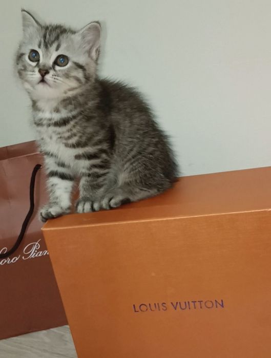 2 ойлик киз бола мушукча сотилади!