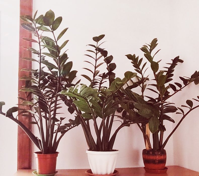 Продам долларовое дерево