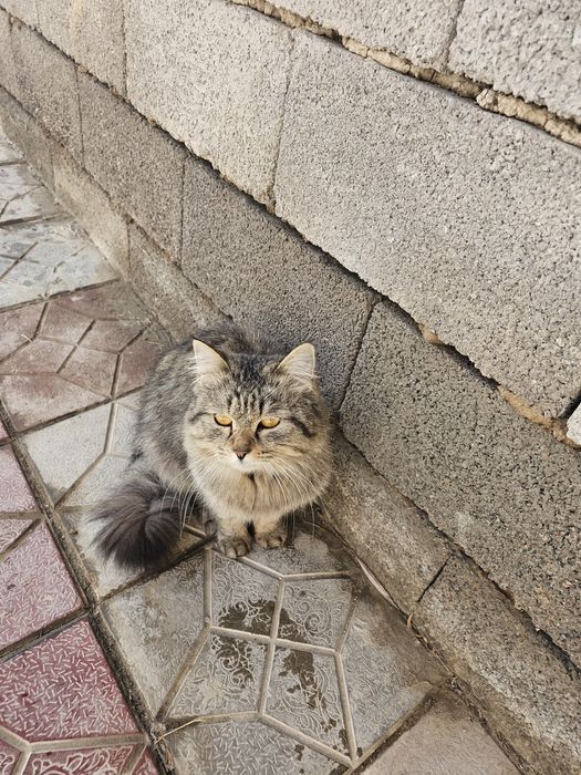 Sibir mushugi juda yuvosh odamga organgan