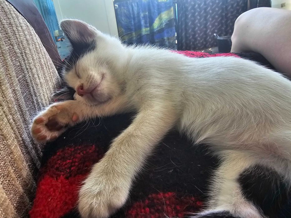 Adoptie pui pisica