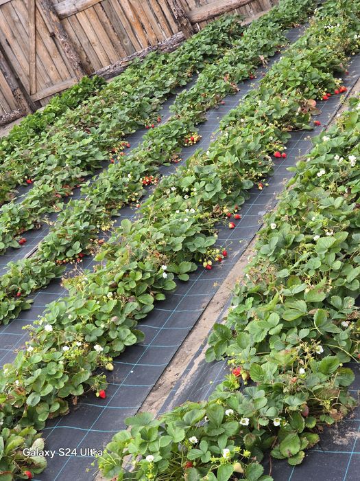 Рассада клубники