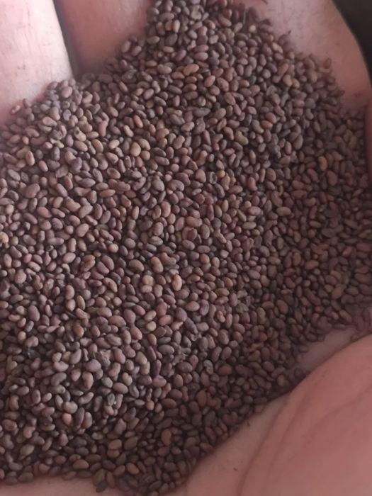 Продам семена клевер