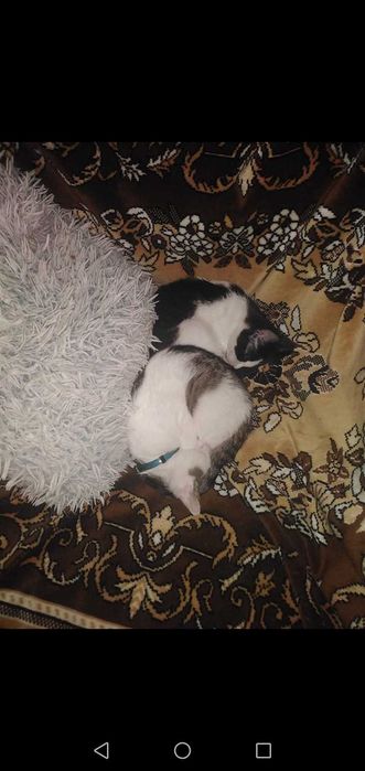 Cazare PISICI MICI ptr ÎNVĂȚARE LA LITIERA - pet sitter cu experienta