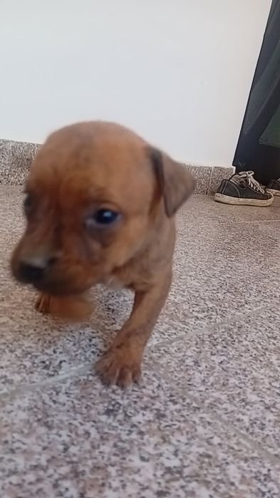 căței amstaff de o lună jumătate