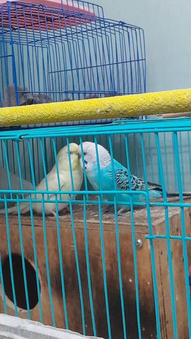 Папугай с клеткой