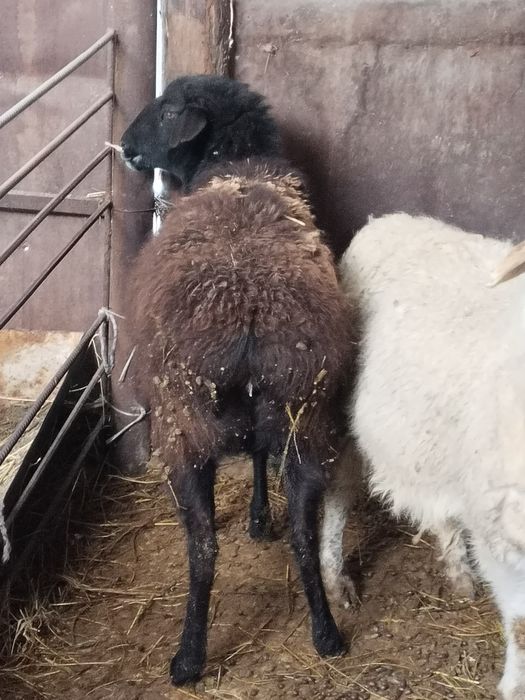 Продам баран матки