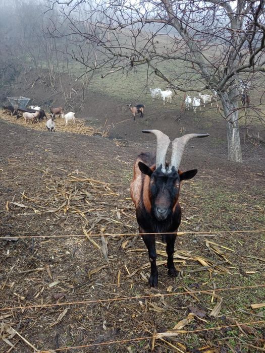 Vând țap de rasa alpin francez