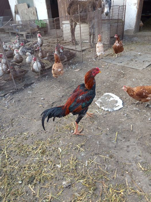 Продам дакана Июньский