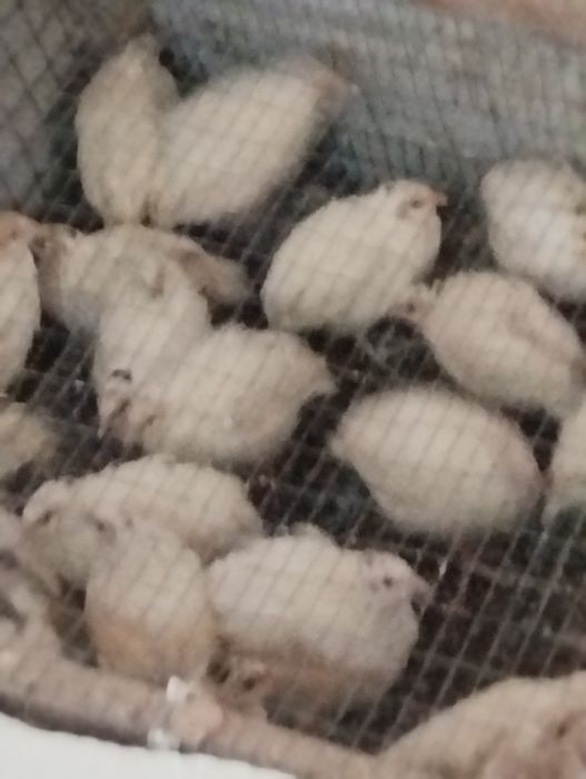 Бедана лар. Белый гегант сотилади.