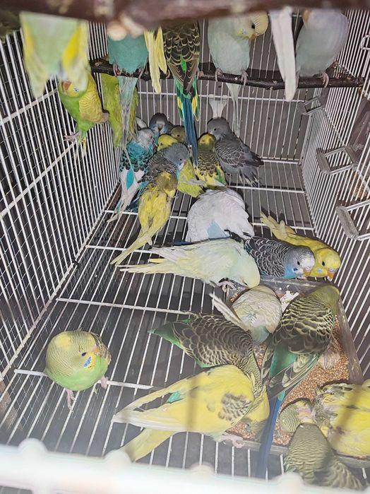 Pui Perusi disponibil