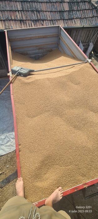 Vând grâu recolta 2025