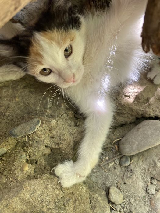 Мушукча кизча 2 ойлик