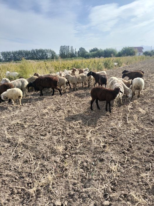 Қой ешкі тоқты сатылады