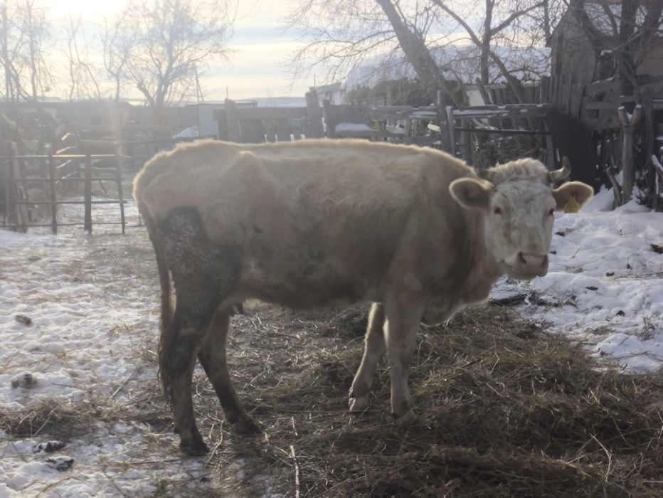 Сиыр сатылады 4 -бұзаулаған