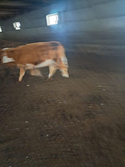 Стелная молодая корова