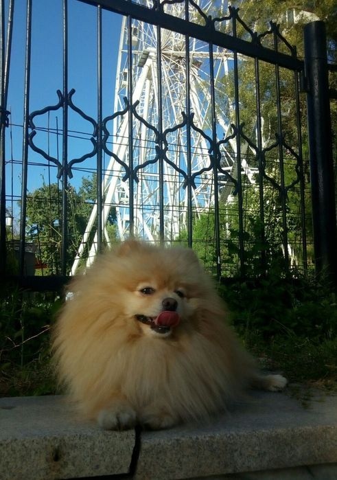 Вязка померанского шпица