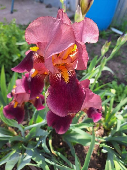 Продам многолетние цветы