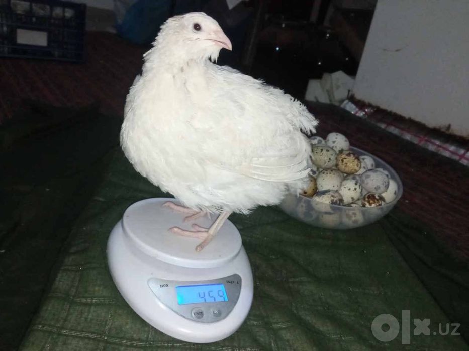 Bedana sotiladi Uzbekiston