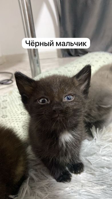 Отдам котят в добрые руки