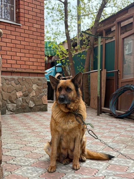 Немецкая овчарка