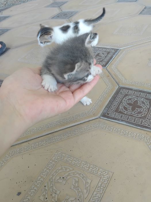 Отдам в добрые руки