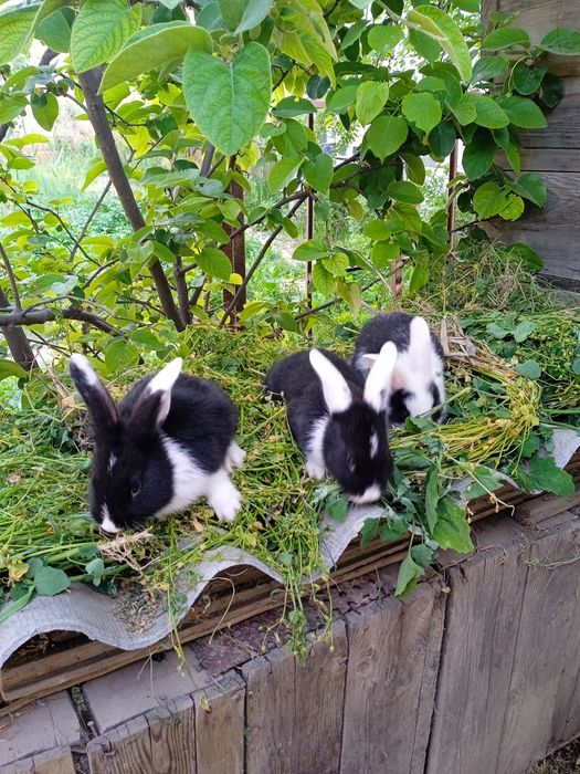 Продаются месячные крольчата