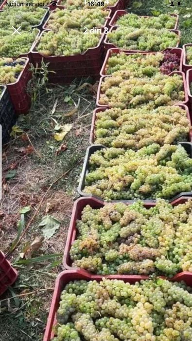 Vând struguri de vin toate soiurile