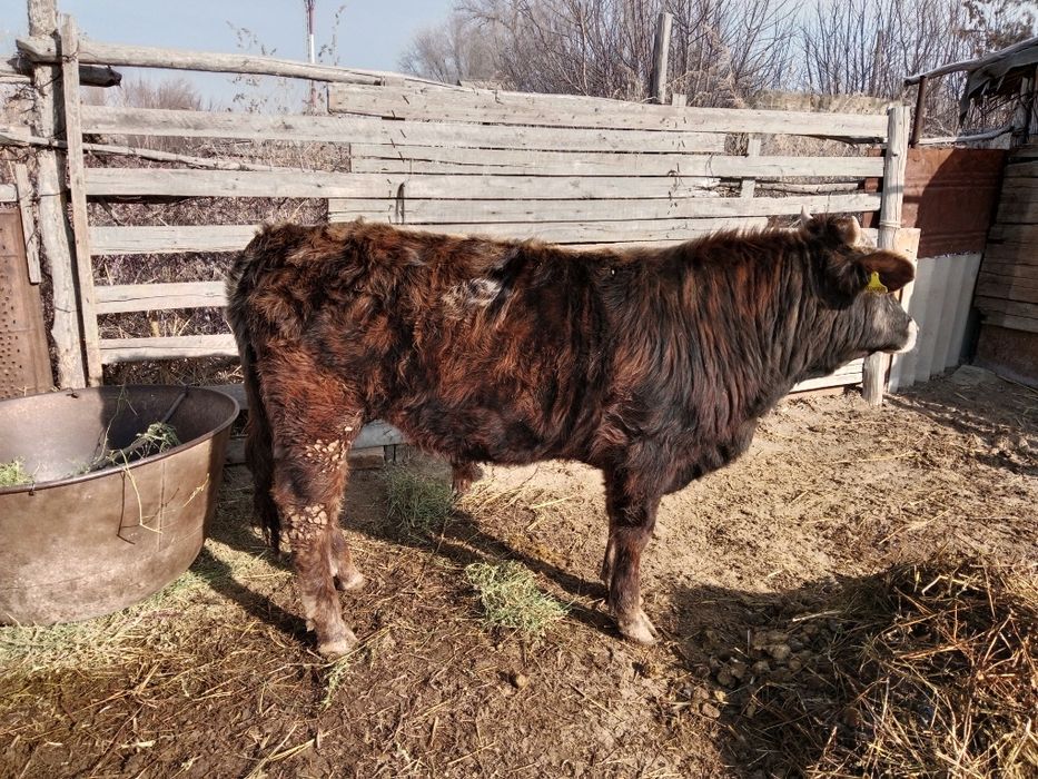 Продаю быка в откорме