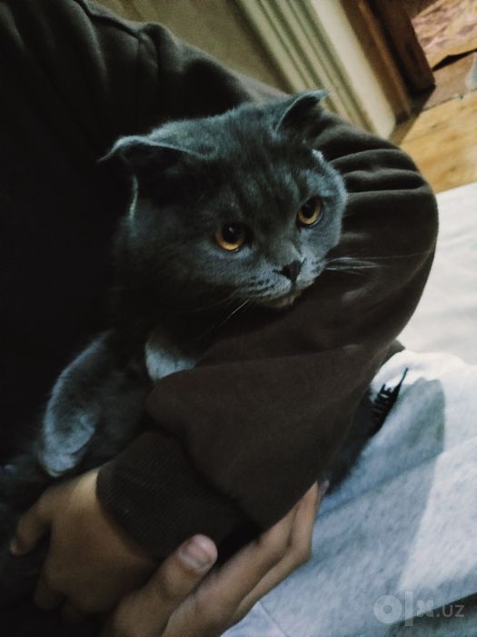 Кошка продажа нукус акция!