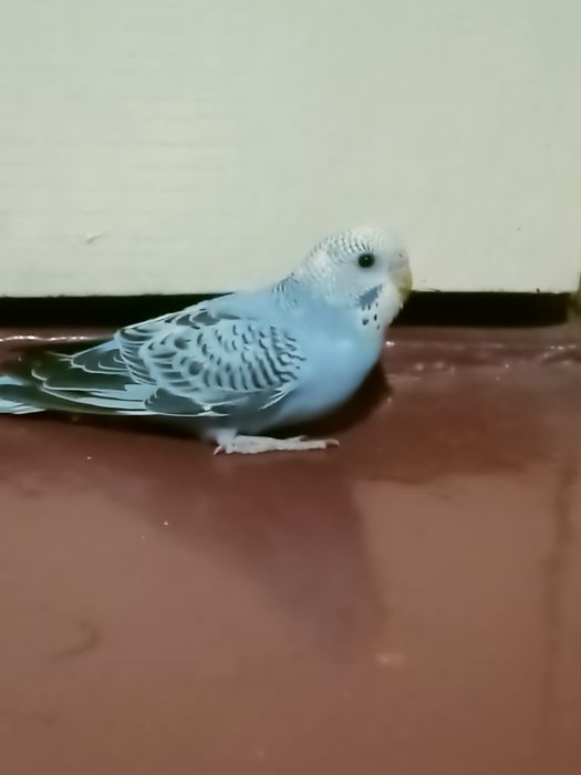 Волнистые попугаи .