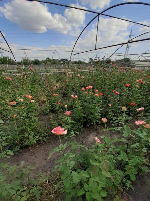 Oportunitate investitie! Teren intravilan Ghercesti