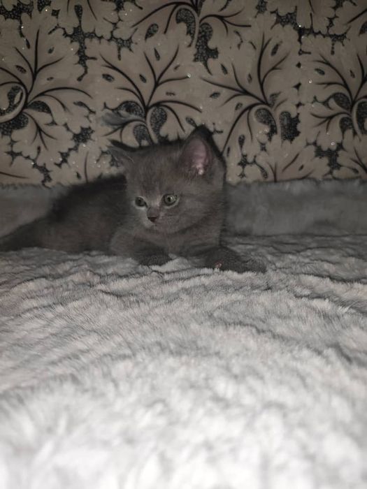 Продаётся кошки мама  с детьми