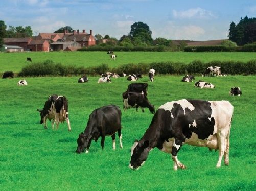 Amestec samanta iarba cu trifoi pt pajisti, pasuni, islazuri, sac 10kg