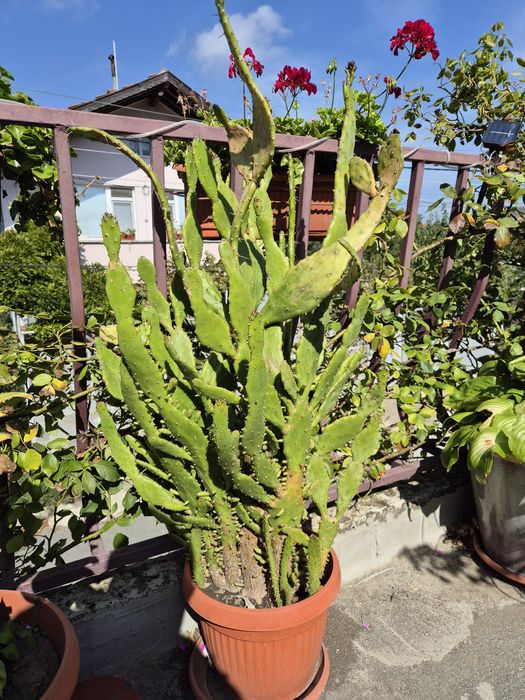 Кактуси високи/ниски