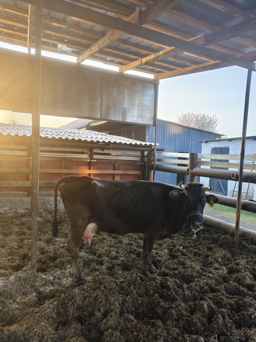 продам дойную корову