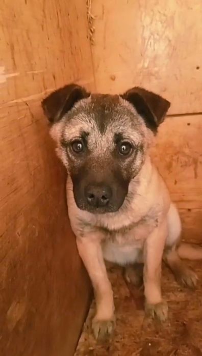 Ищу дом щеночкам