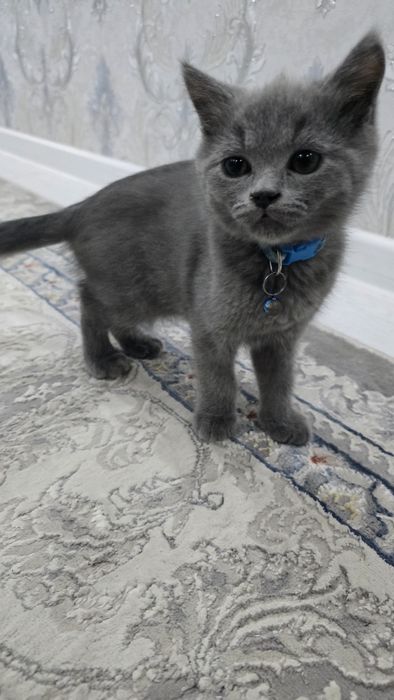Скоттиш Фолд и Страйт котята